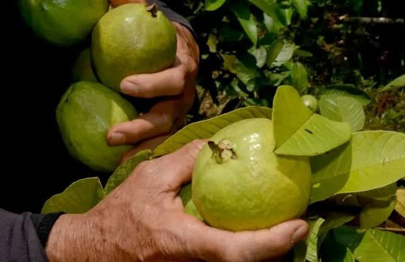Cuba produce alimentos