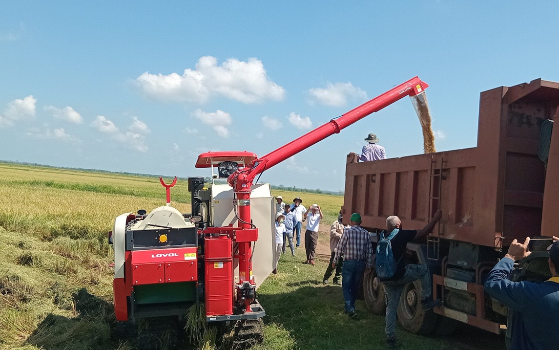 Cuba y Vietnam inician cosecha de arroz en proyecto conjunto en Granma