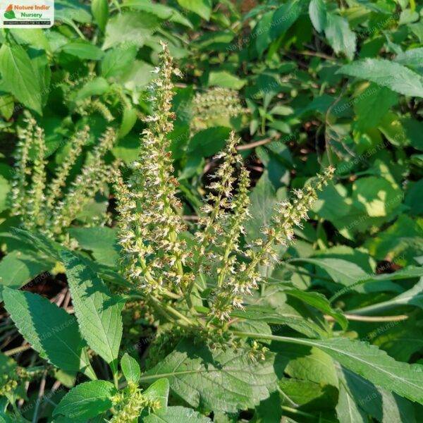 Albahaca de clavo: Propiedades medicinales