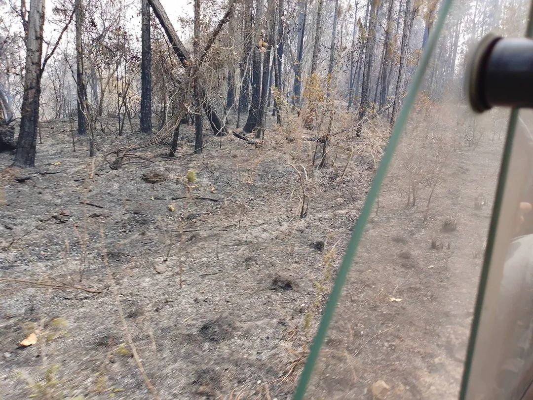 Controlado incendio forestal en Pinar del Río tras afectar 1700 hectáreas