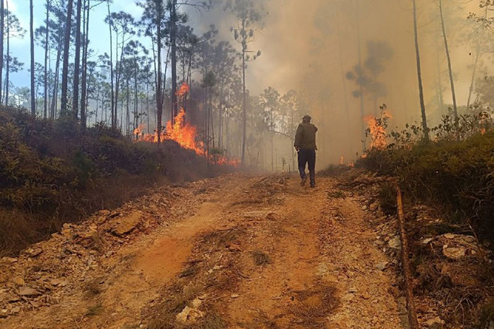 Incendios forestales en Pinar del Río: más de 200 efectivos combaten las llamas