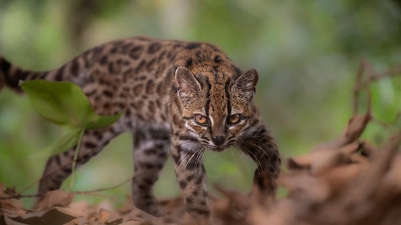 Ciencia identifica nueva especie de felino en Bolivia tras un siglo