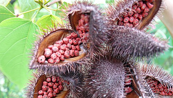 Bija: usos medicinales y culinarios de la Bixa orellana en Cuba y América Latina