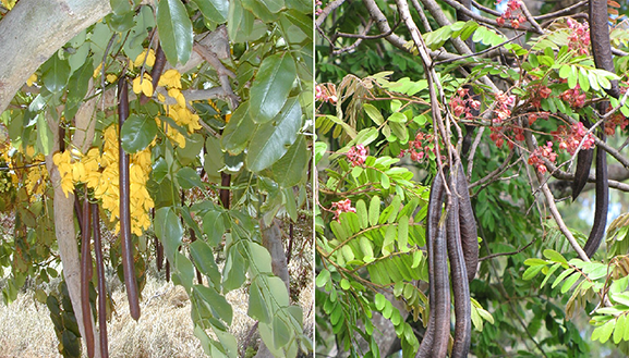 Cañandonga y cañafístula