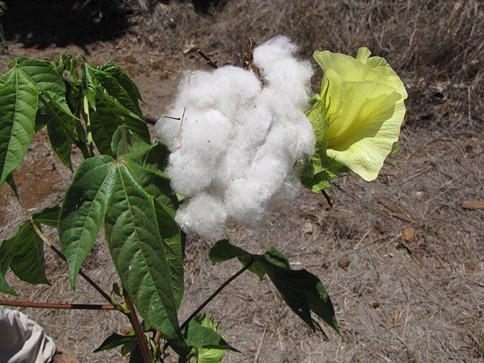 El algodón Gossypium barbadense y sus aplicaciones en la medicina tradicional