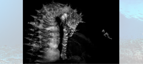 Fotografía de caballito de mar y sus crías gana Ocean Photographer of the Year 2026