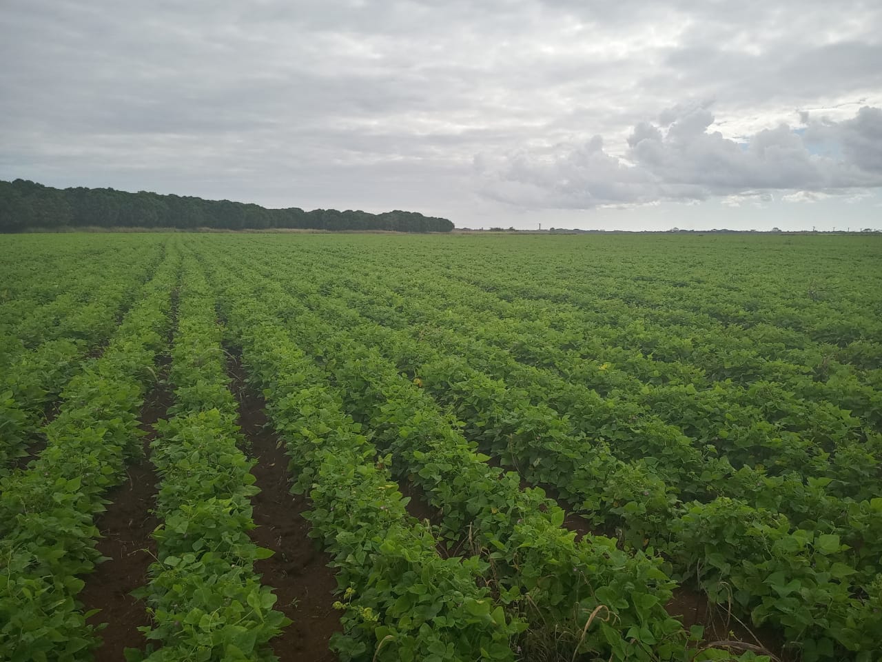 La Cuba lidera la agricultura