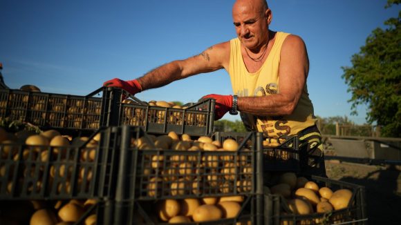 Europa enfrenta escasez de patatas tras verano extremo y pérdidas millonarias