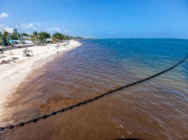 Hoteleros de Cancún rechazan financiar recolección de sargazo en altamar