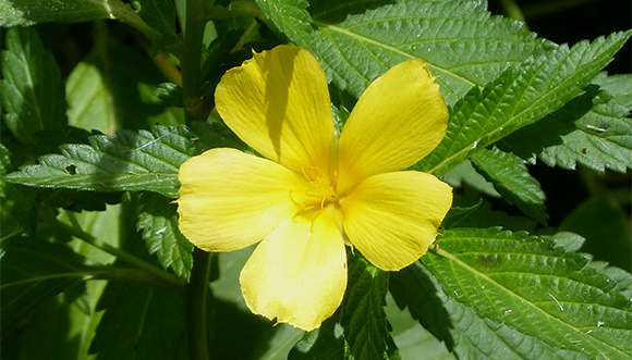 Marilope: planta cubana con propiedades antiulcerosas y medicinales