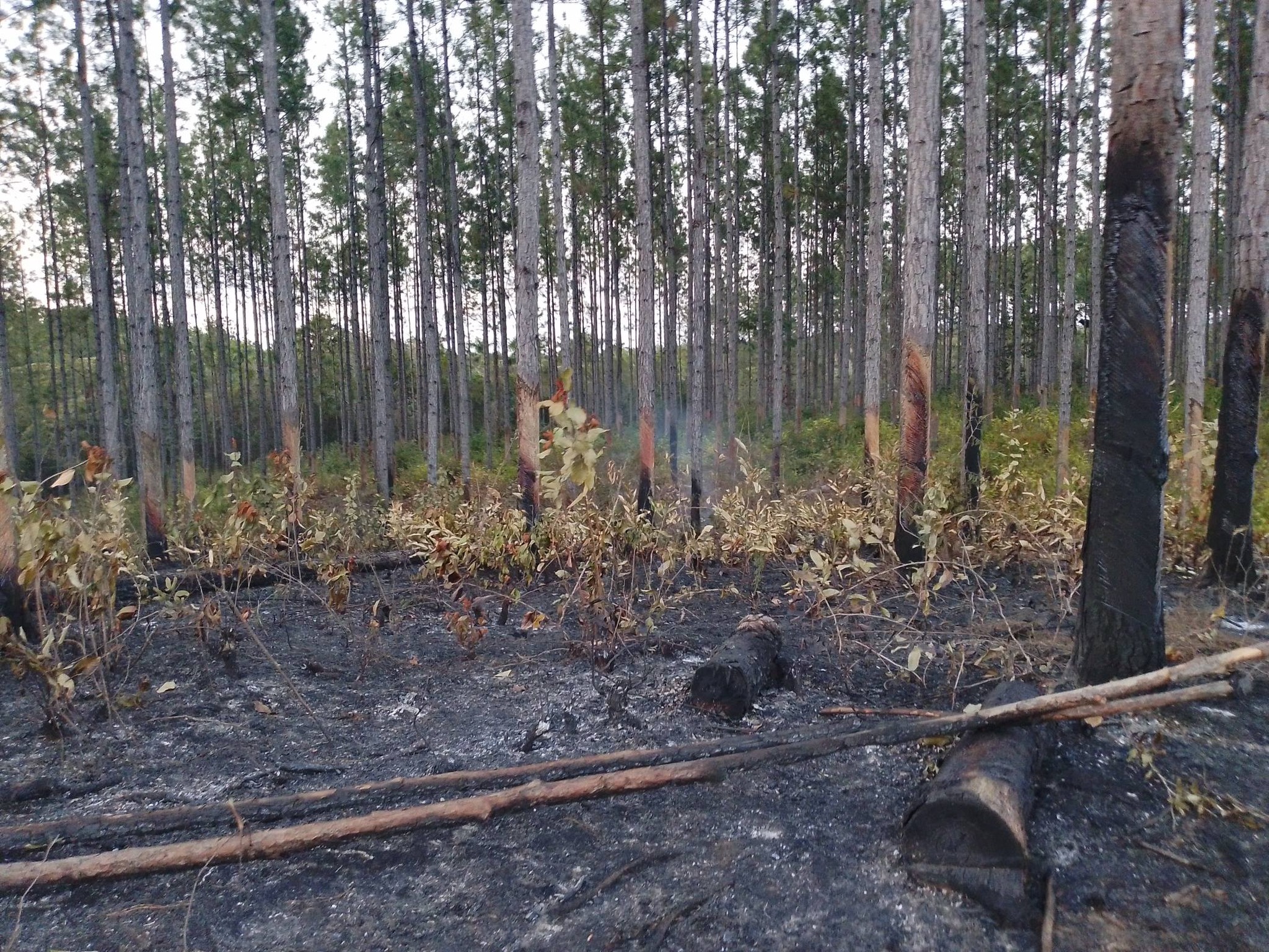 Incendio forestal en Pinar del Río arrasa más de 400 hectáreas sin control