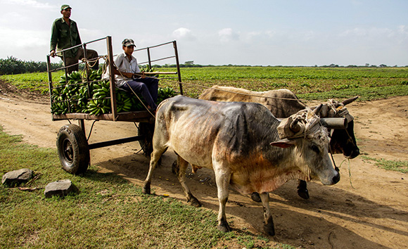 ANAP: 65 años de trabajo por la producción y el bienestar animal