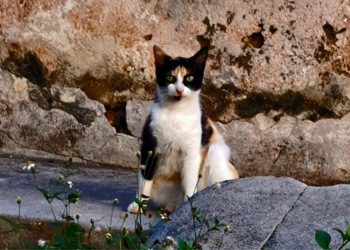 Yanarys Valdivia: La poesía como espacio de conexión humana