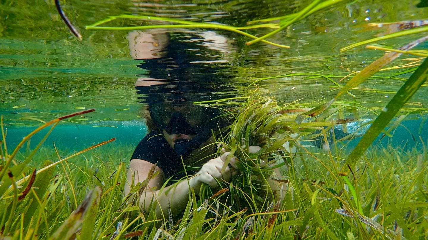 Proyecto Thalassia impulsa ciencia y conservación en Cuba