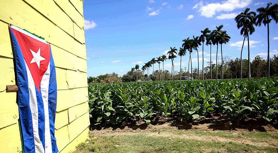 San Juan y Martínez: La Meca del Tabaco en Cuba y su legado ancestral