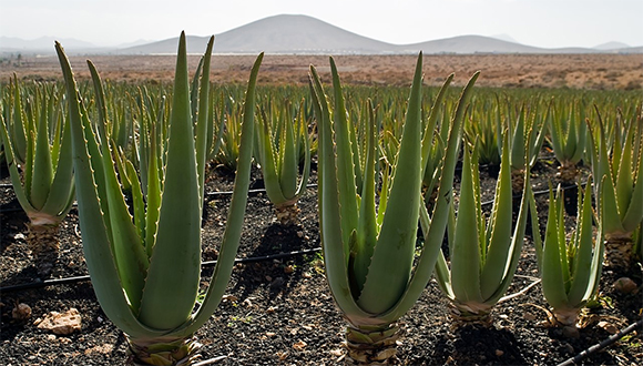 Aloe vera: Usos tópicos del gel y su aplicación en la salud