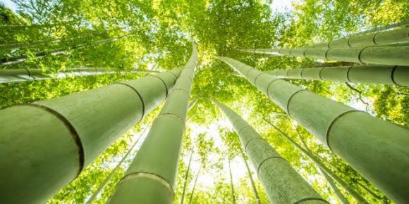 Día Mundial del Bambú: Sostenibilidad y Cultura en una Planta