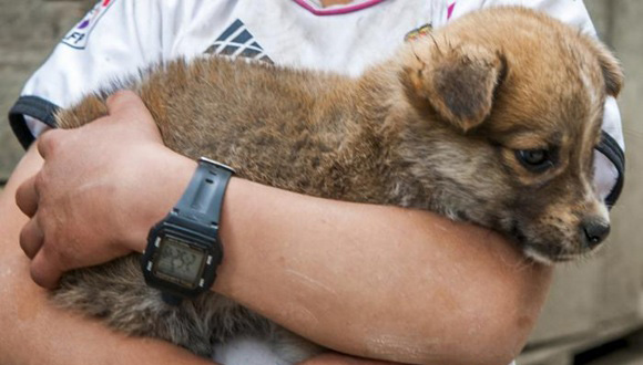 CONBAC: 25 años de trabajo por el bienestar animal