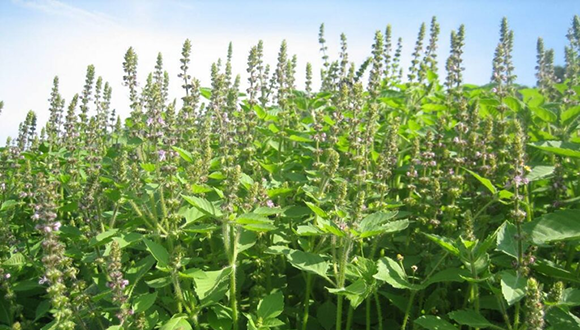 Albahaca blanca: beneficios digestivos