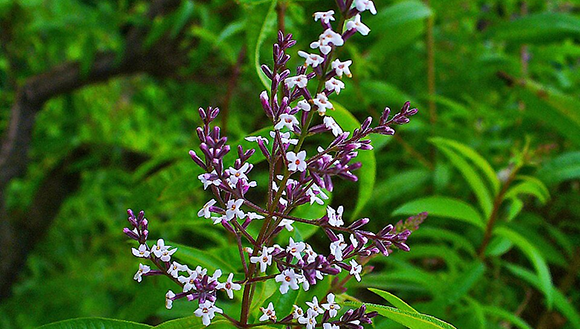 Yerbaluisa: Usos medicinales