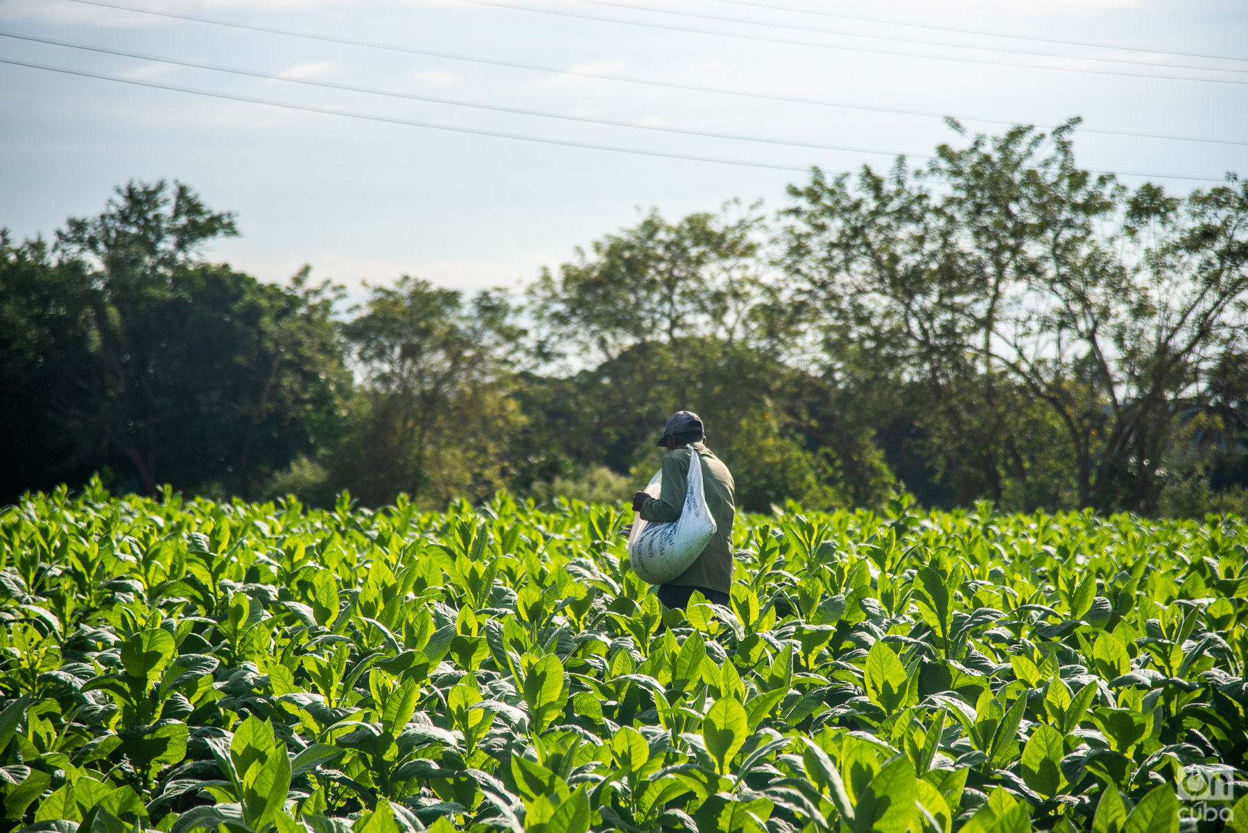 Cuba elimina límites de entrega de tierras