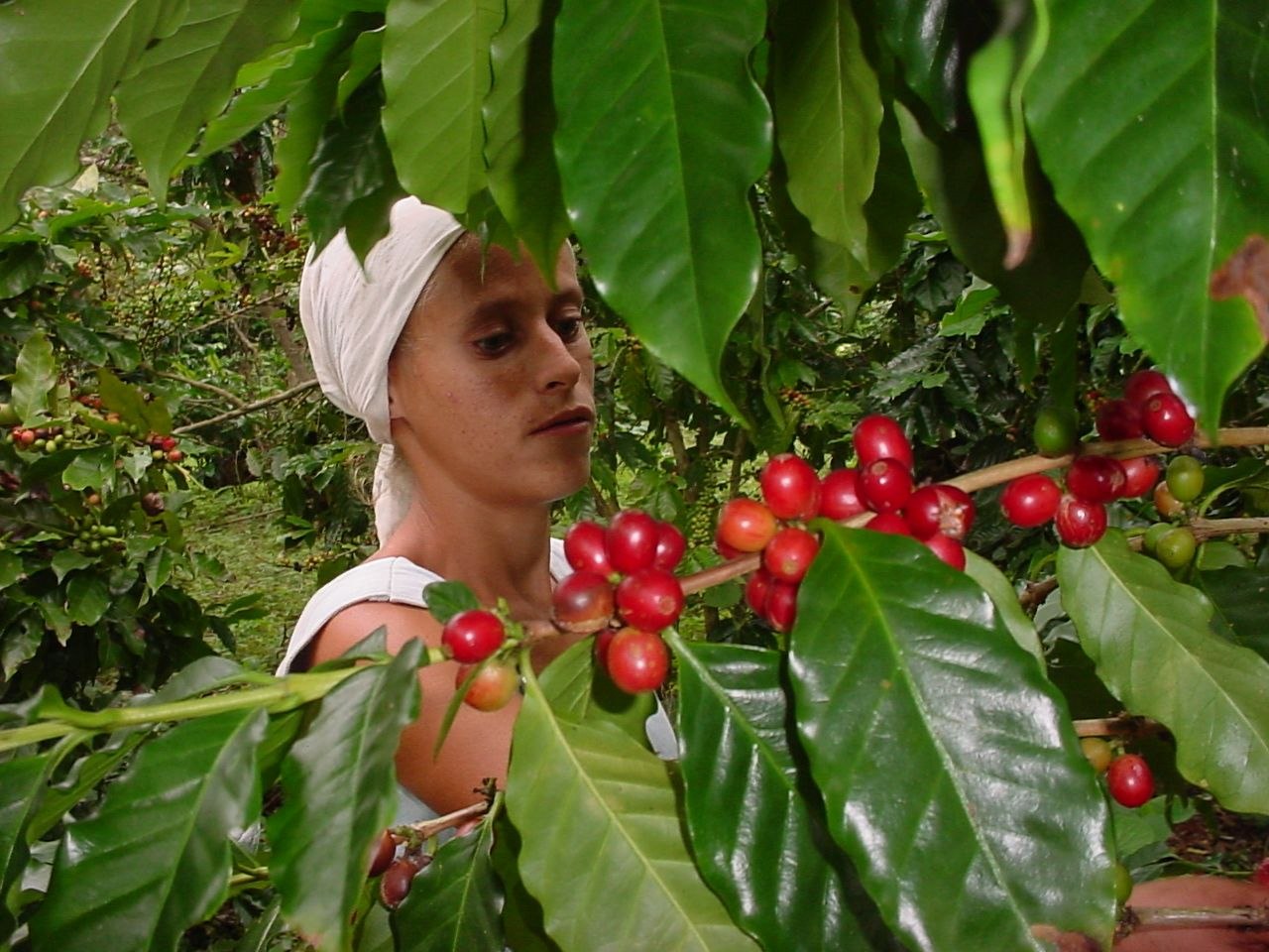 Guantánamo impulsa exportaciones