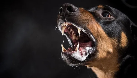 Rabies: consejos para prevenir