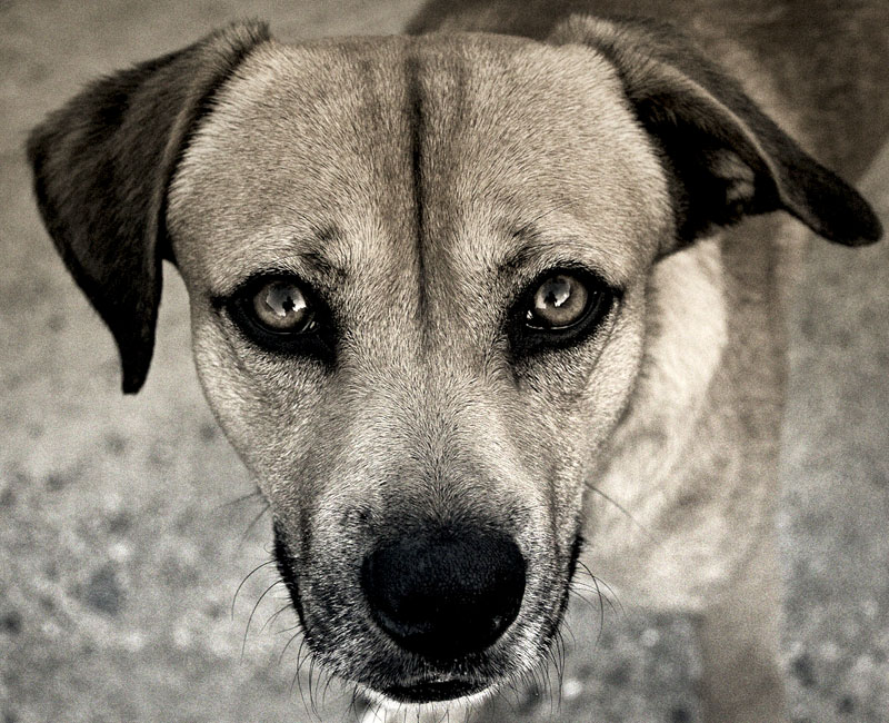 Los perros callejeros de La Habana: astutos, cariñosos y con nombres de persona