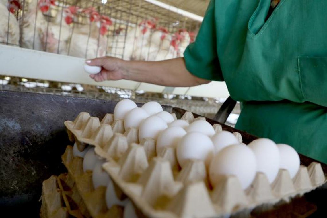 Crisis energética en Cuba afecta producción de huevos y paraliza central azucarero