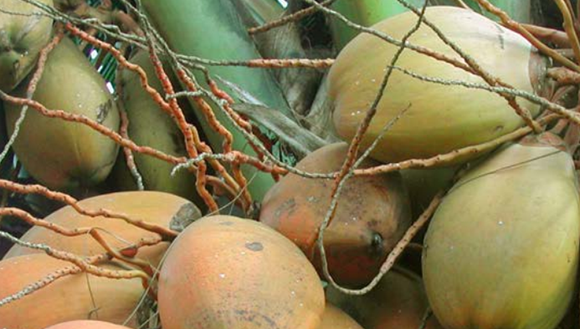 Farmacopea caribeña destaca usos medicinales del coco en ocho afecciones comunes