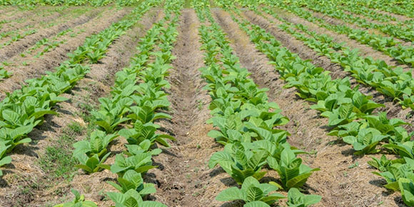 Pinar del Río finaliza siembra de tabaco