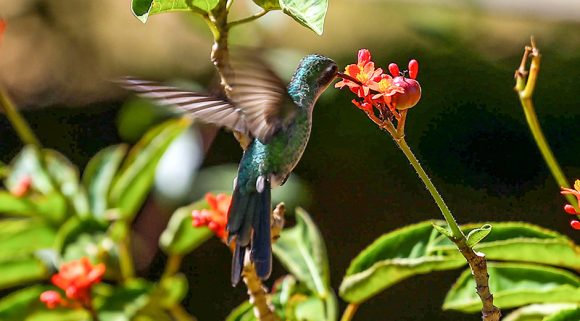 Jardín Botánico Nacional de Cuba: clave para la biodiversidad y salud de La Habana