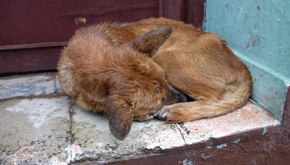 Cuba enfrenta consecuencias del abandono animal: un problema moral, social y de salud