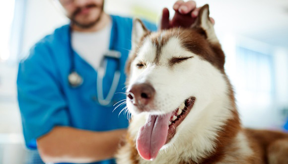 Demodicosis canina