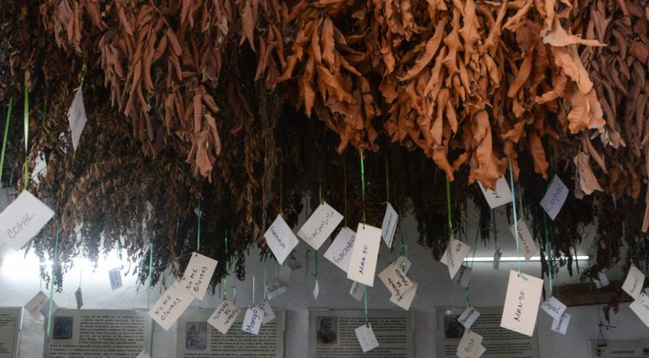 Interacciones entre plantas medicinales y fármacos convencionales: riesgos y