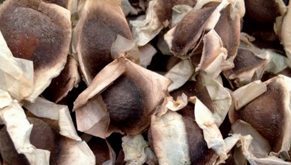 Moringa para purificar agua