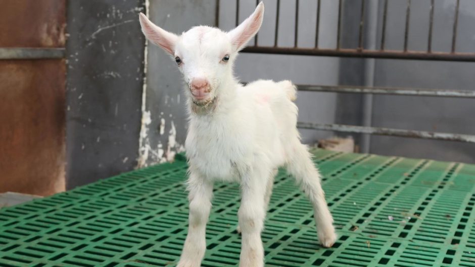 China logra clonación en serie de seis cabras lecheras de alto rendimiento