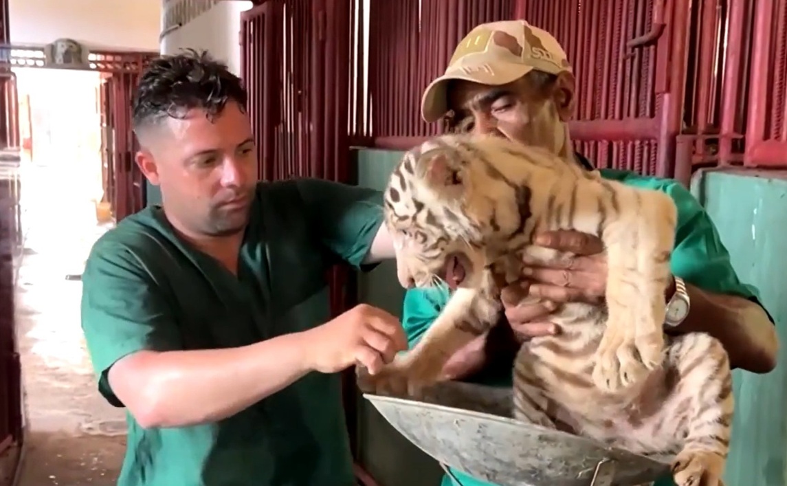 Nacen cuatro tigres de Bengala en el Zoológico Nacional de Cuba