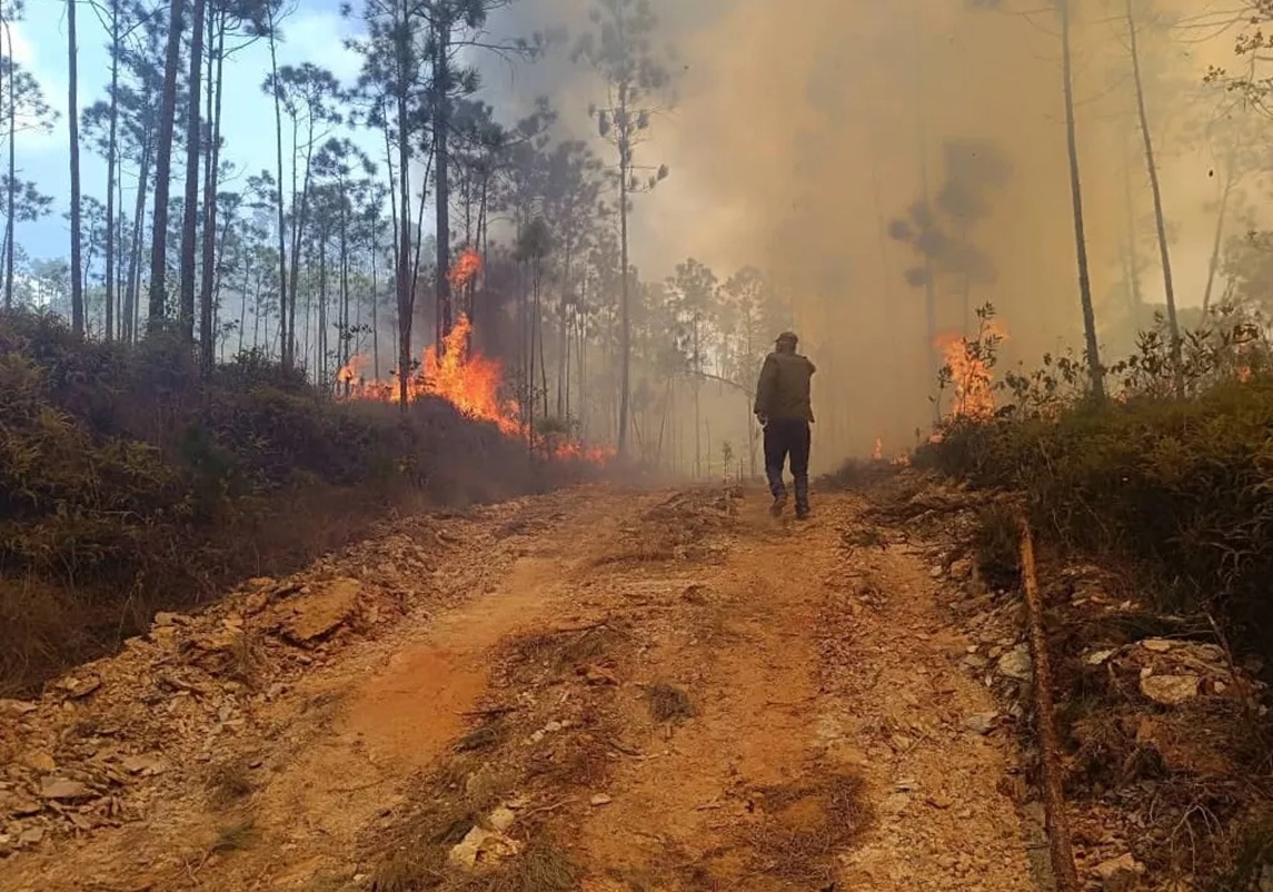 Incendio forestal en Pinar del Río afecta 1,700 hectáreas de bosque