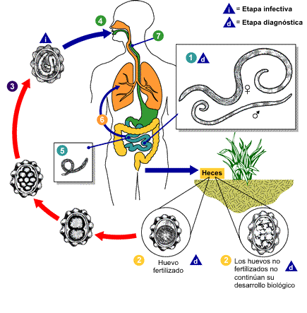 Plantas medicinales antiparasitarias