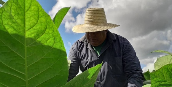 Pinar del Río: tabaco cubano