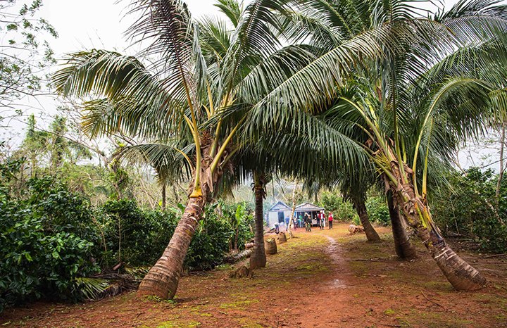 BioCubaCafé incorpora planta extractora de aceite de coco en Baracoa