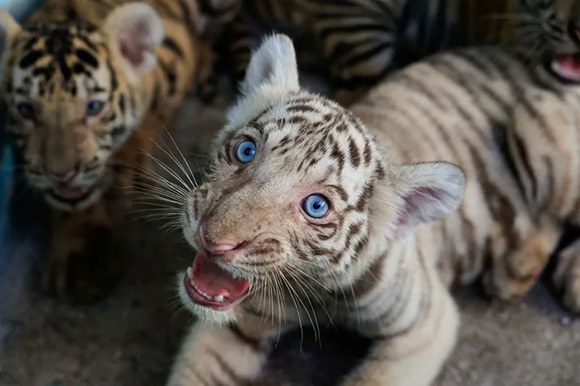 Nacen cuatro cachorros de tigre de Bengala en el Zoológico Nacional de Cuba